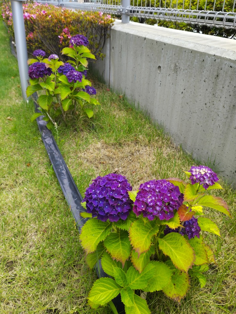 お花通信　あじさい特別号