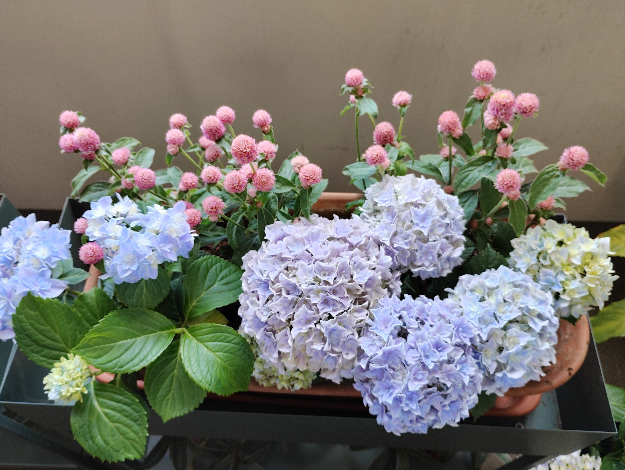 お花通信