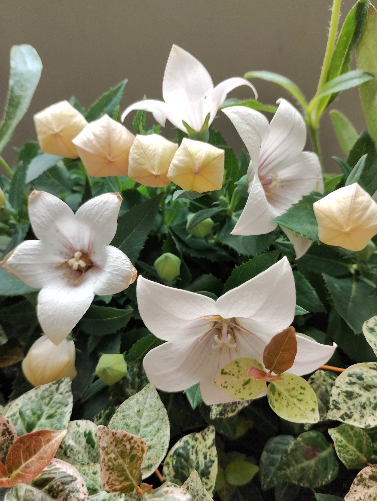 お花通信