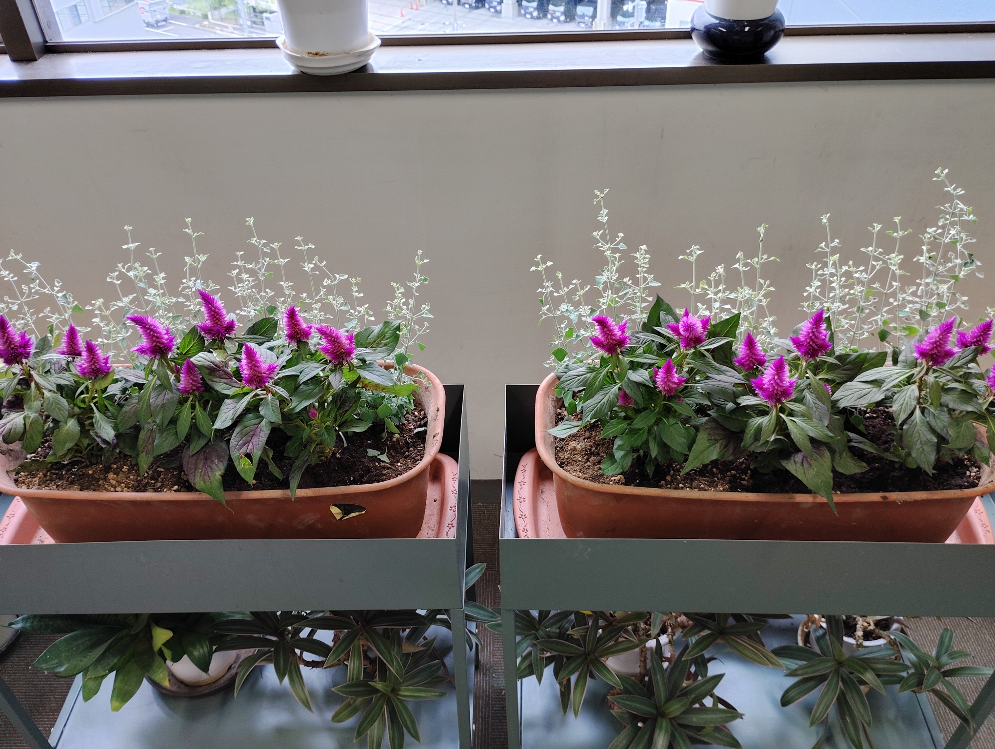 お花通信